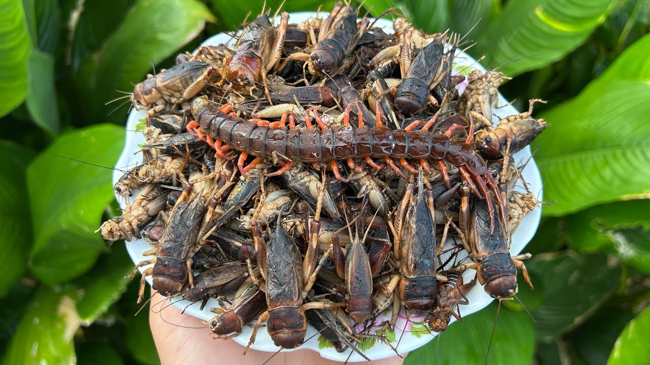 BẮT DẾ TRONG ĐÊM VÀ CÁI KẾT BẤT NGỜ | MÓN ĐẶC SẢN DÂN DÃ TỪ DẾ - Bùi Văn Trọng