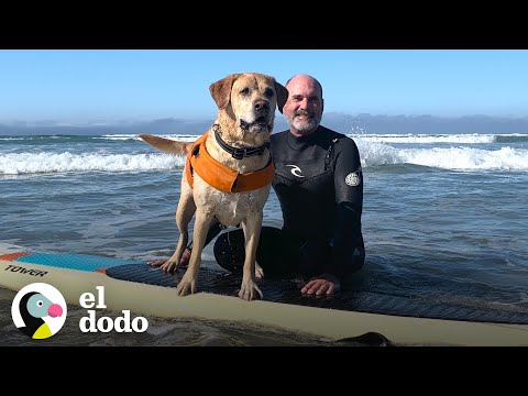 Vídeo: Este Perro Aprendió A Convertirse En Un Maestro De Surf En El Sur De California