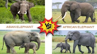 Asian Elephant vs African Elephant  | Mammals | Animals