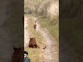 Hiran ko mara chiye ne 😦😦😮#video #animals #millioniare #viralvid #automobile #millionaire