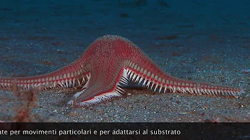 Perché non toccare le stelle marine?