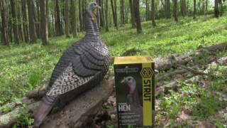 HS Strut Standing Hen Review