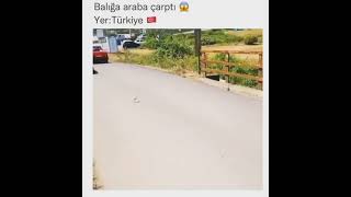 Balığa Araba Çarptı Ik