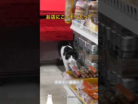 毎日お店のソーセージを盗んだ猫の末路