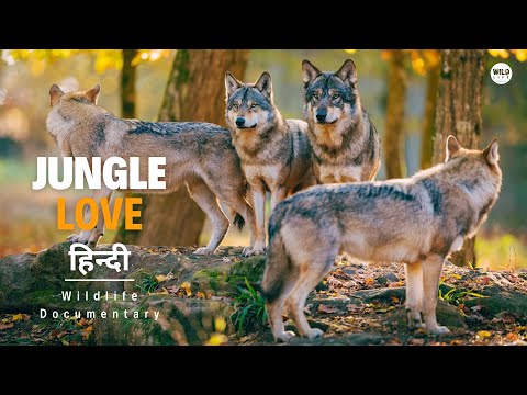 Jungle Love - हिन्दी डॉक्यूमेंट्री | Wildlife documentary in Hindi