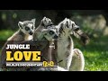 Jungle Love - हिन्दी डॉक्यूमेंट्री | Wildlife documentary in Hindi