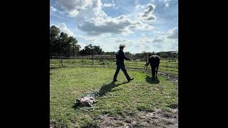 Working with Nick on some ground driving.  