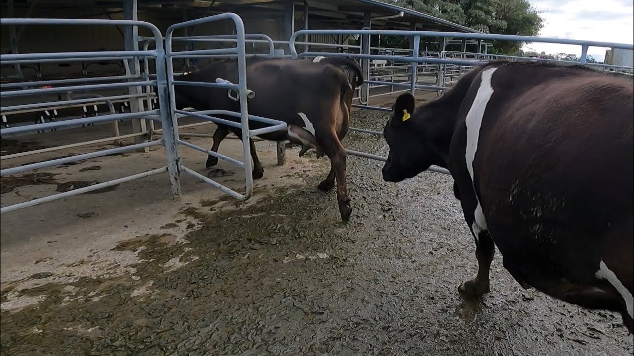 How we Drafting springers YouTube