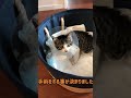保護猫コタロウ断脚手術決断