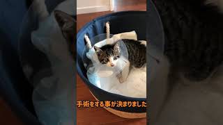 保護猫コタロウ断脚手術決断