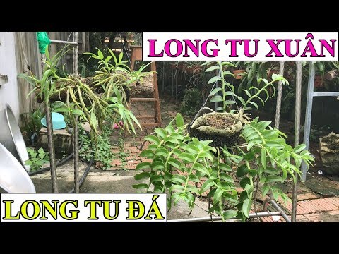 Cách phân biệt lan Long Tu Đá và Long Tu Xuân cùng Chuyên gia Lan Rừng Hàng Độc