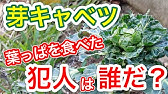 狭い庭で家庭菜園 狭い庭で家庭菜園