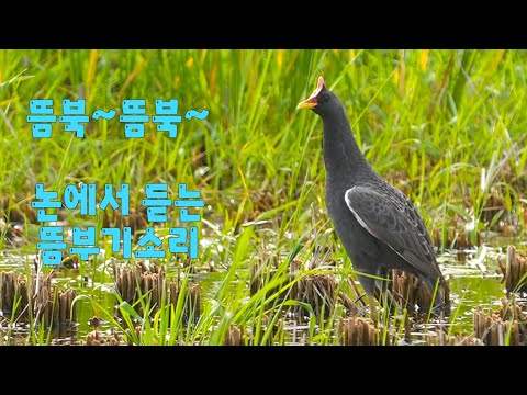 한국의 새소리 7종 7편 뜸북 뜸북 뜸북새 뜸부기 되지빠귀 청딱다구리 쇠딱다구리 되솔새 큰유리새 노랑턱멧새 Singing Birds