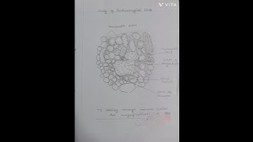 T.S of pancreas(Endocrinological slide) practical file of zoology MSC 3rd semester#zoology