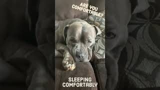 Ruff Life Of Remi The Pitbull..