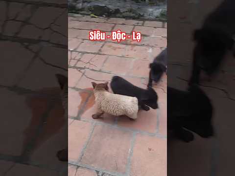 Chú mông cộc siêu độc lạ Việt Nam #bachatv #pets #chohay #doglove #độclạ #doglife #dogs