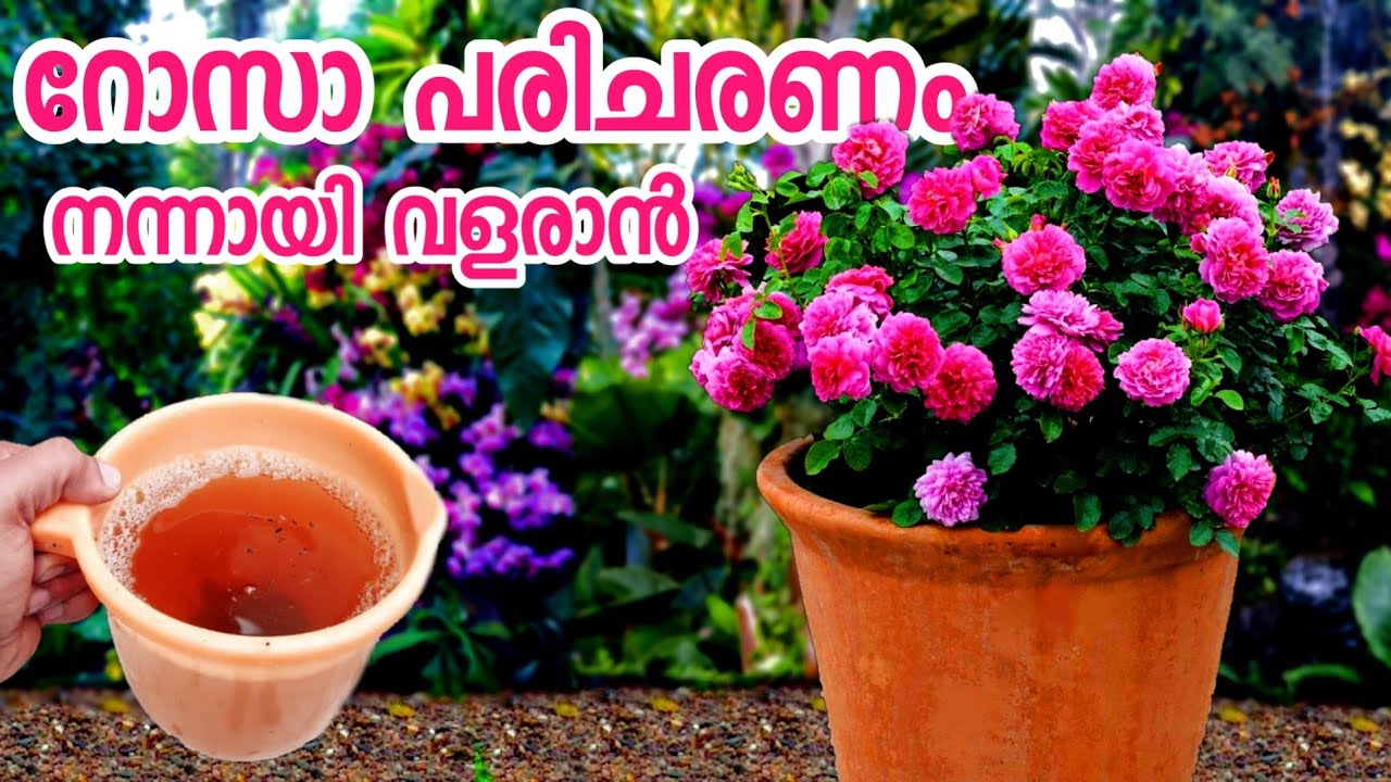 rose plant growing tipsrose care in malayalamrose plant fertilizerhow to grow rose YouTube