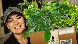 Ordering New Houseplants Online For The First Time | Gabriella Plants