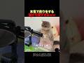 本気で釣りをする猫ｗｗ