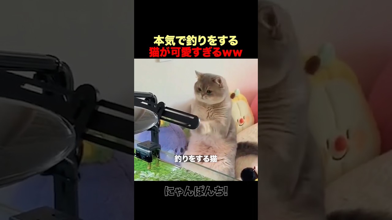 本気で釣りをする猫ｗｗ