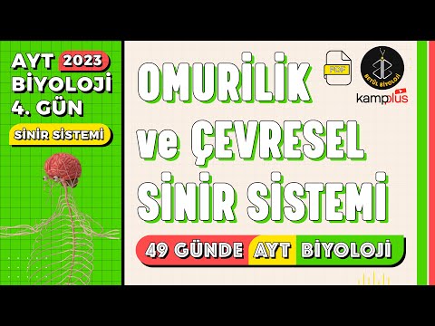 4) Omurilik ve Çevresel Sinir Sistemi | Sinir Sistemi 11. Sınıf | AYT Biyoloji Kampı 4. Gün