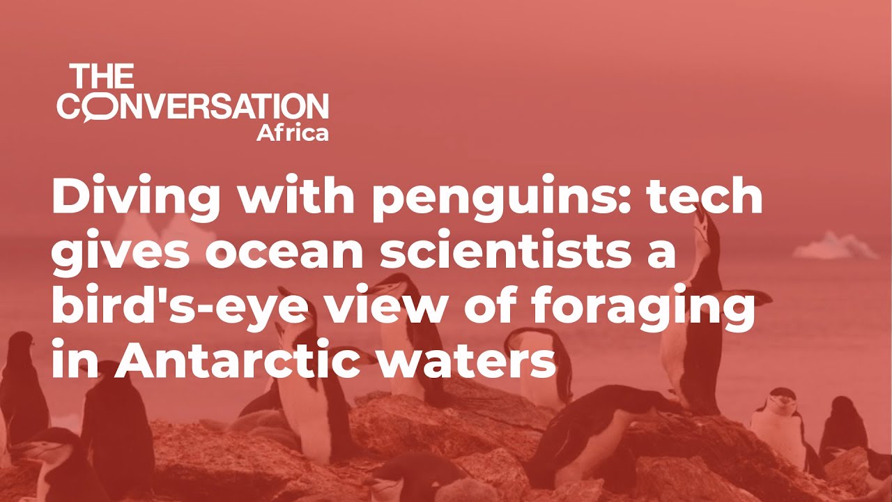 Diving with penguins: tech gives ocean scientists a bird’s-eye view of foraging in Antarctic waters