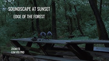 Soundscape at sunset, edge of the forest | Fieldrecording - Zoom f3 & Lom Usi mics