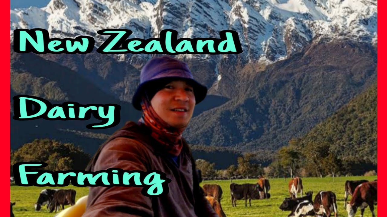 Dairy Farming in New Zealand Dairy Farm Job Feed Out Vlog 28 YouTube