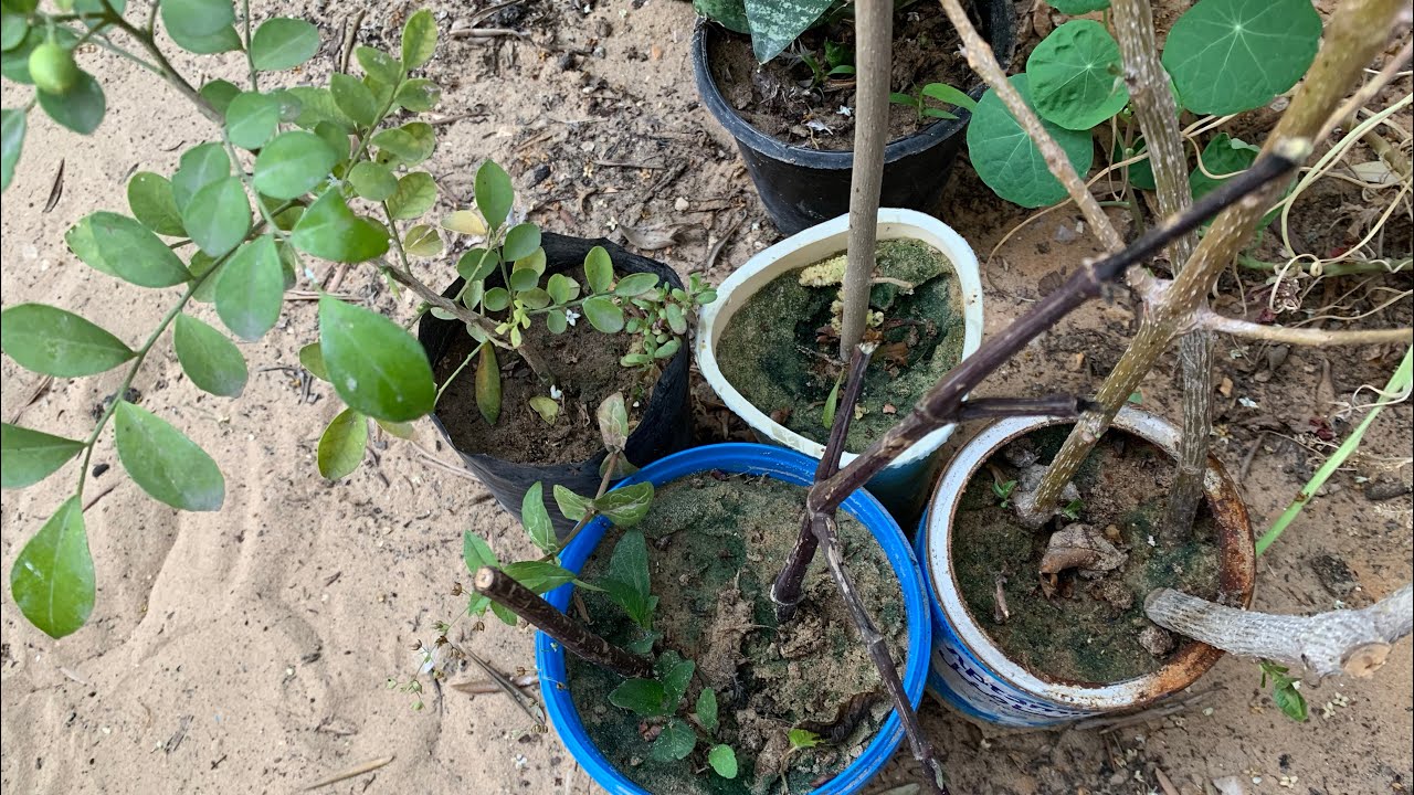 عندك مشكلة اصفرار اوراق النبات او كثرة الري او اعفان التربة والجذور ؟ شاهد الأسباب والعلاج