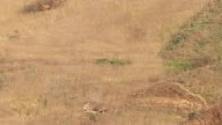 Fog grounded choppers at time of Bryant crash