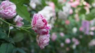薔薇が大好き 私の庭 15 イングリッシュローズ Youtube 薔薇が大好き 私の庭 15 イングリッシュローズ Youtube