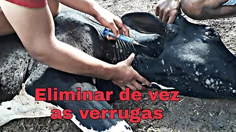 Como usar o Verrutrat?
