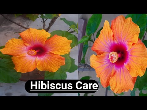 Care of hibiscus plant in winter season 