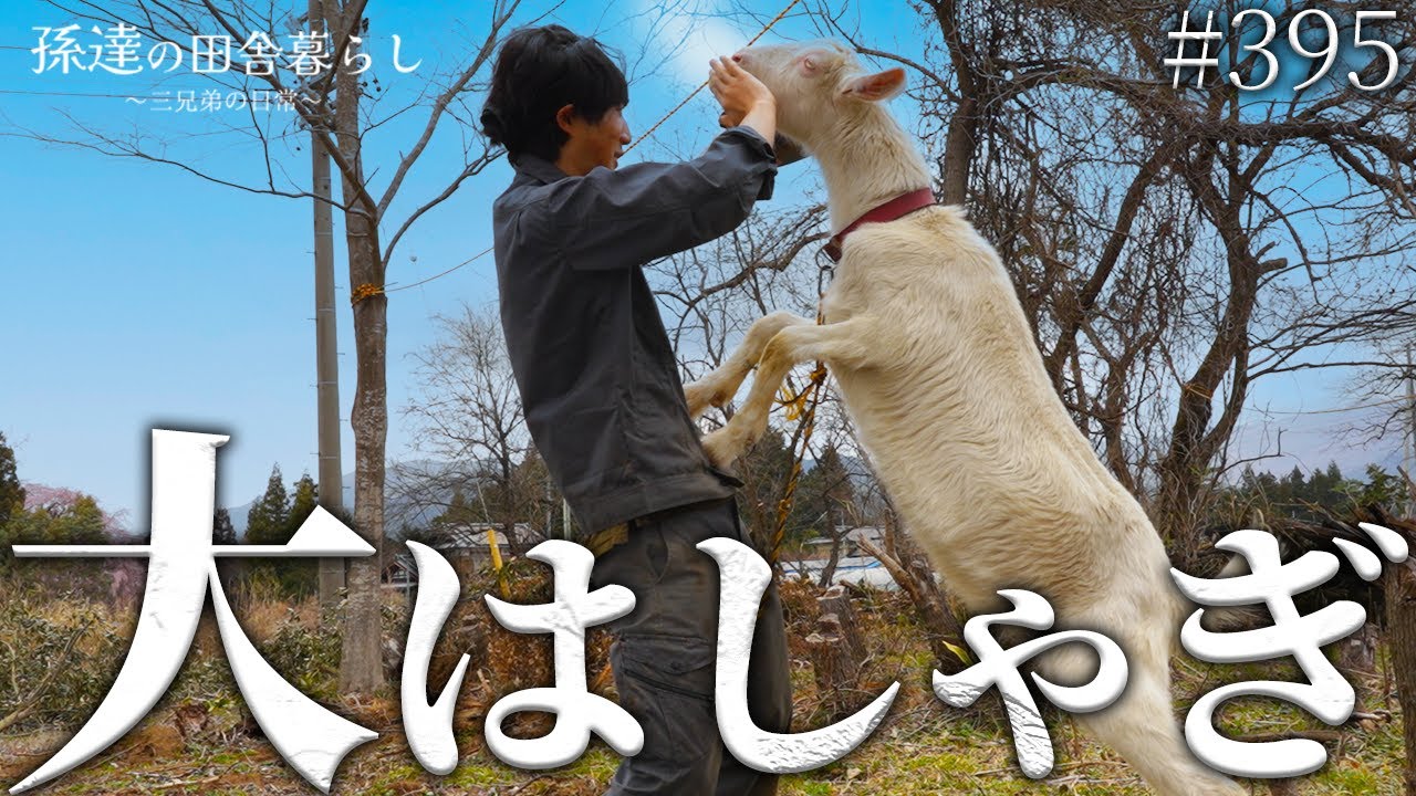 Relaxing] Making snacks with rice bran! Goats are excited and
