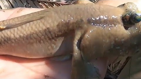 CÂU CÁ THÒI LÒI BIỂN  NƯỚNG ĂN TẠI ĐỒNG@TÙNG NHÀ BÈ