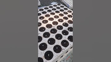 Gieo cúc lá nhám #cuclanham #hatgiong #caygiong #Zinnia