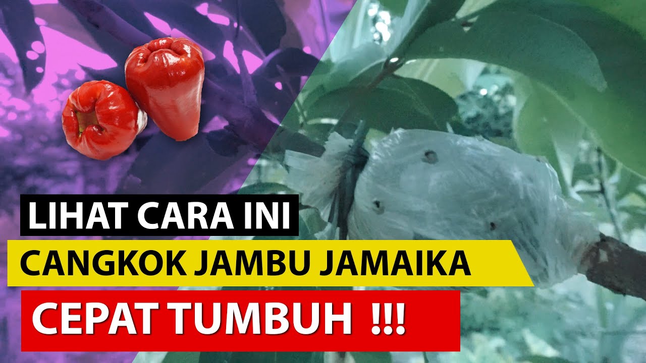 Cara Cangkok Jambu Jamaika Cepat Berakar dan Berbuah