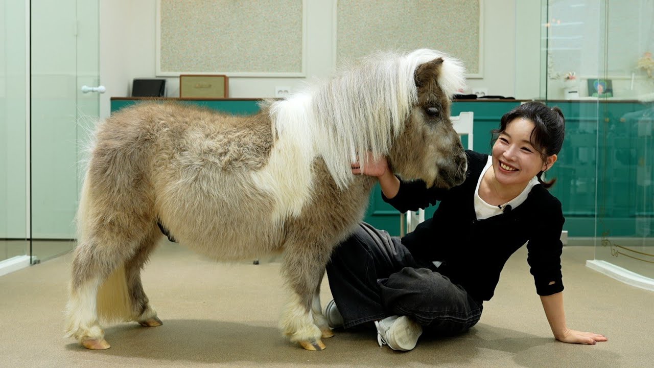 Я увидел неожиданный поворот сюжета, пока чистил свою миниатюрную лошадь💚 (миниатюрную лошадь Уол...