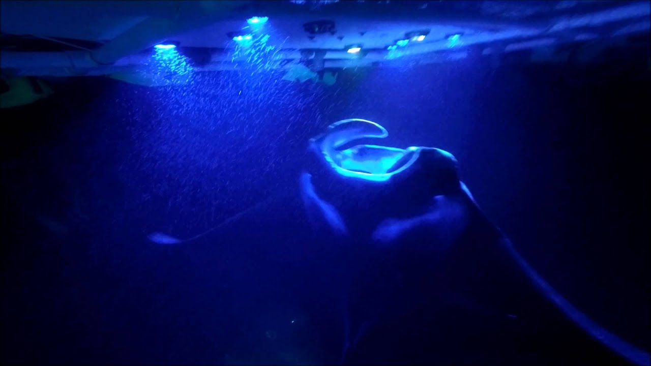 Manta Ray Snorkeling on Kona YouTube