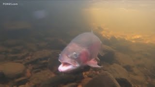 Stocking the streams for trout season