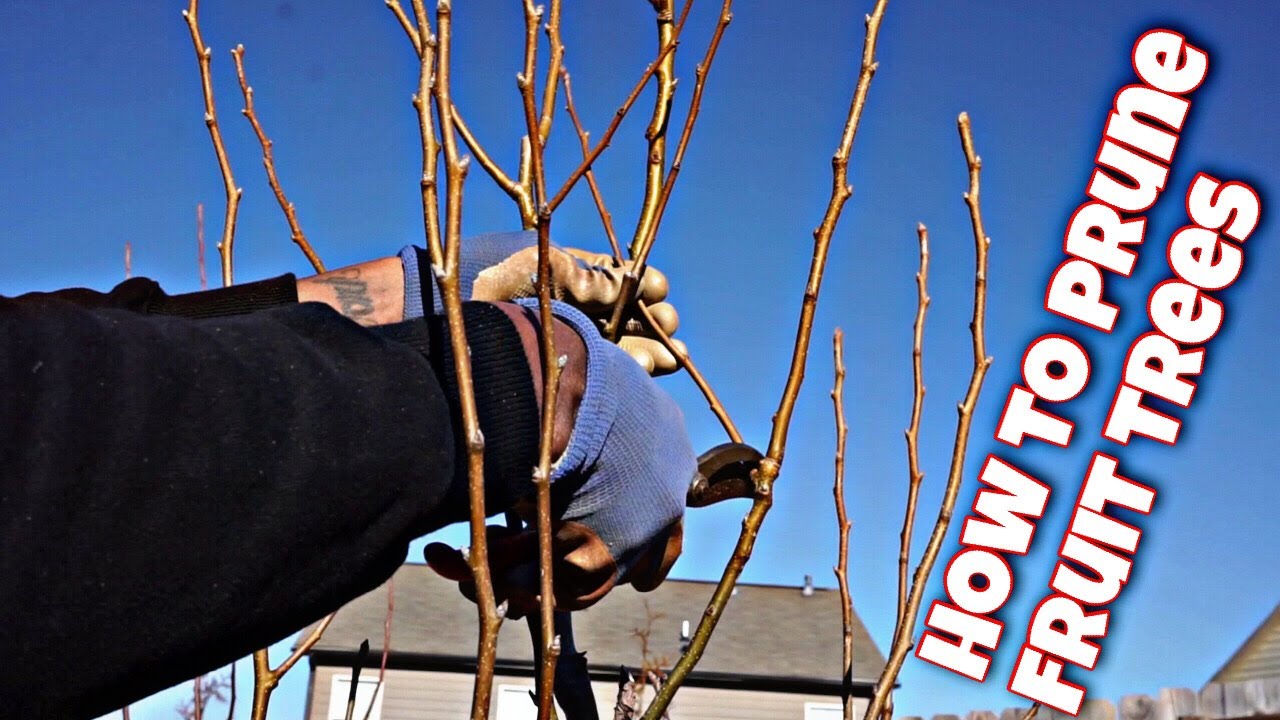 HOW TO PRUNE FRUIT TREES THE EASY WAY - YouTube