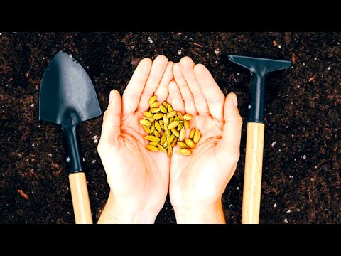 Этот Сидерат Спасение От Всех Вредителей И Болезней! Почва Рыхлая Все Растет На Ура! Сидерат Фацелия