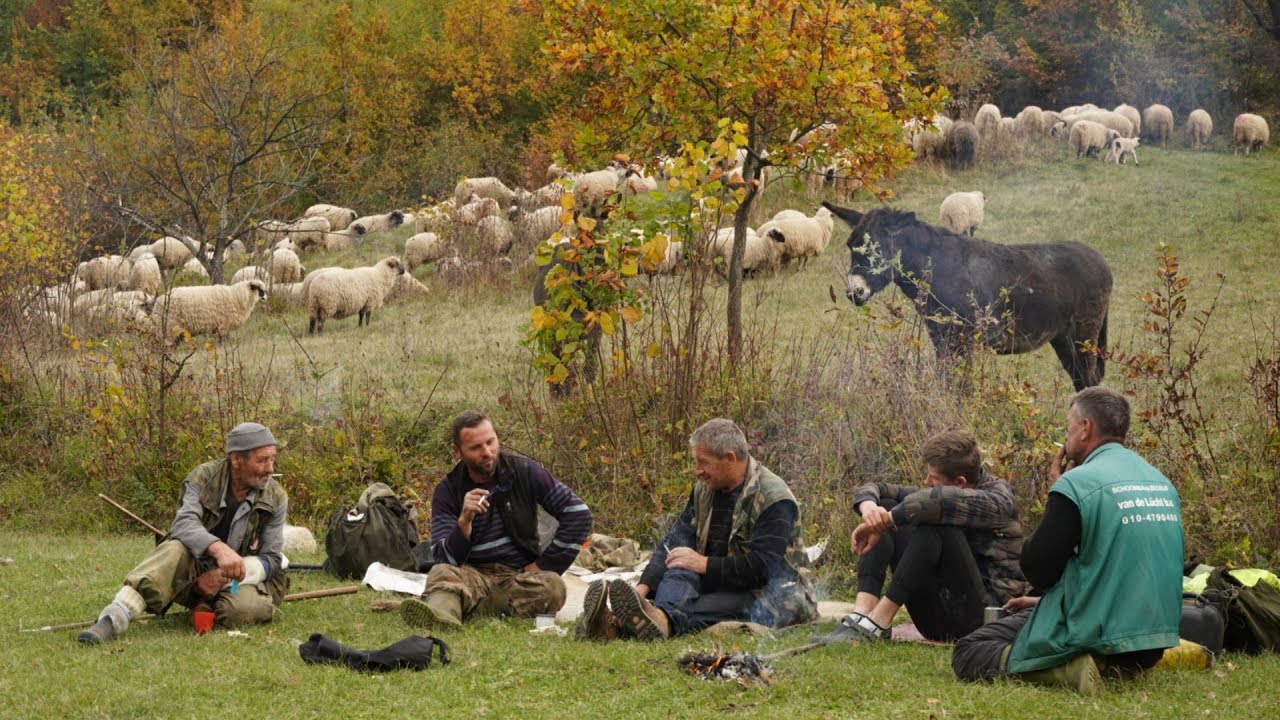 VEĆ  7 DANA PUTUJEMO  IZ GLAMOČA