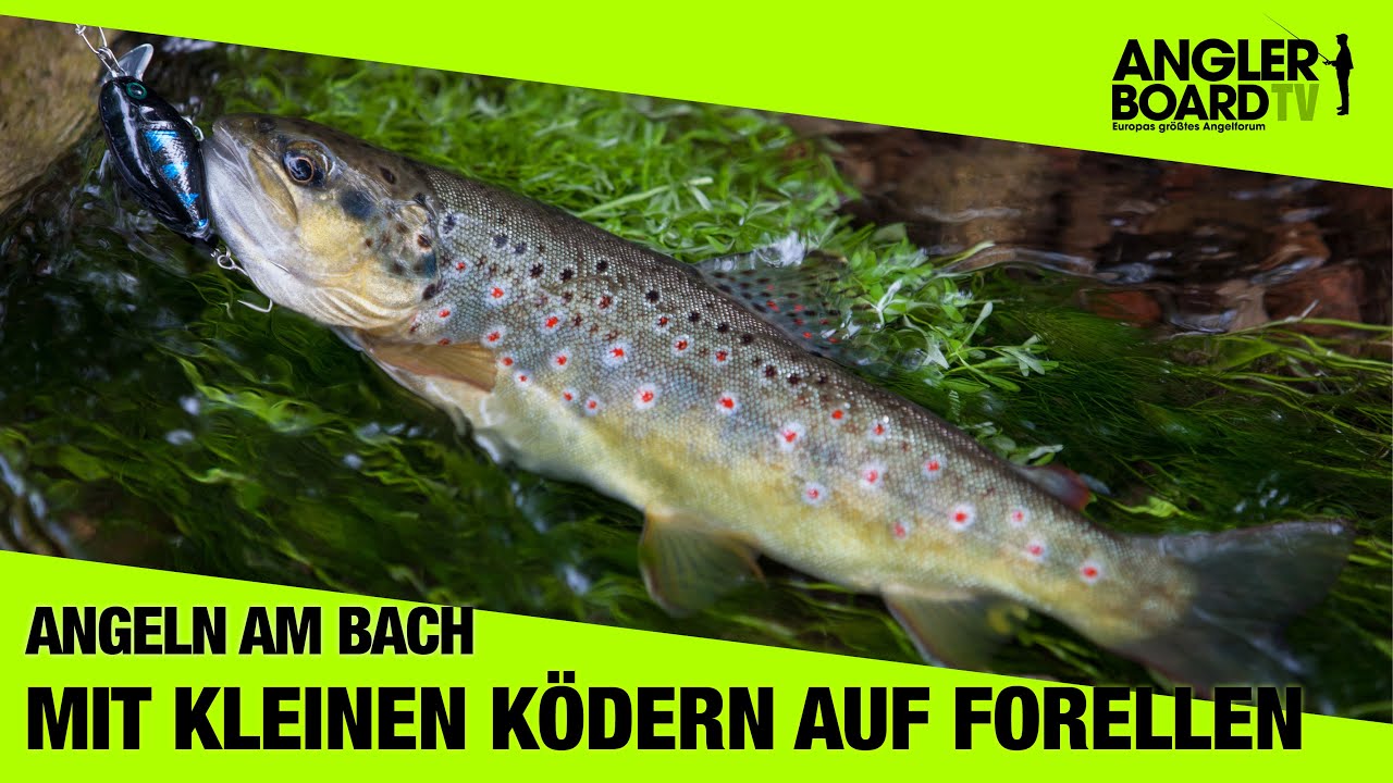 Angeln am Bach Forelle mit kleinen Ködern RUTE & ROLLE Classic