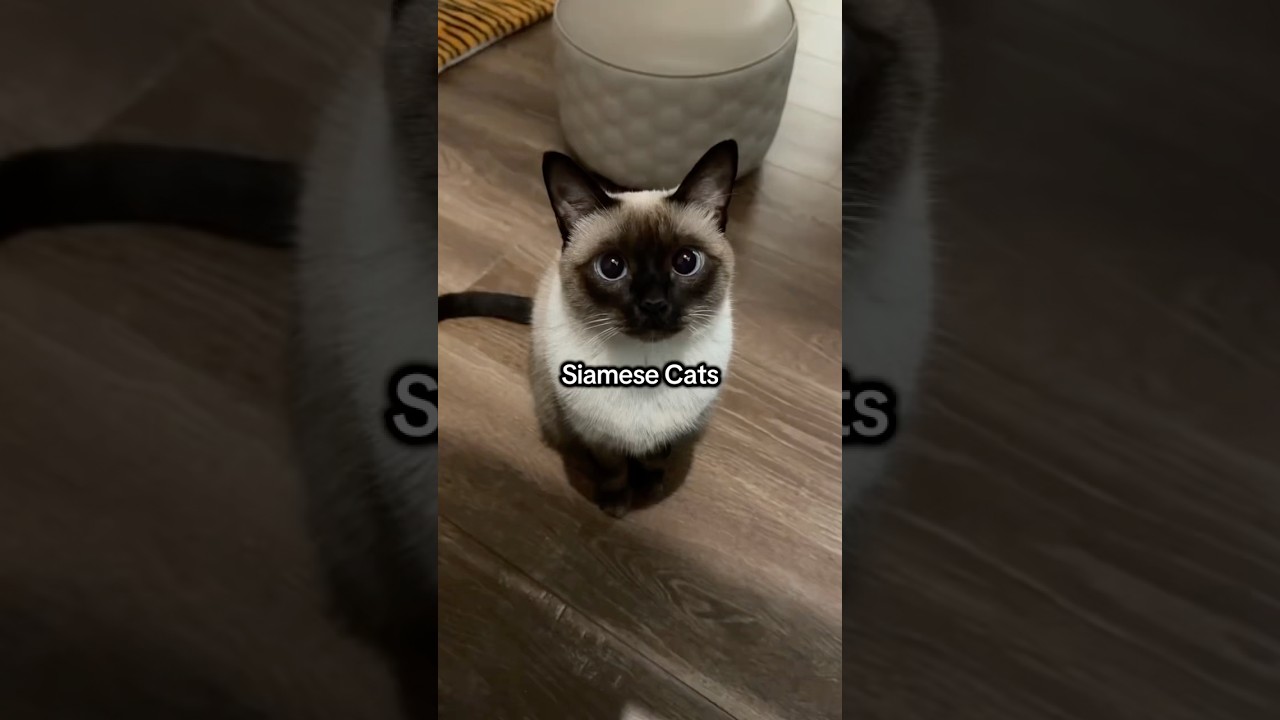 Why Siamese cats talk so much #shorts #cats #siamese