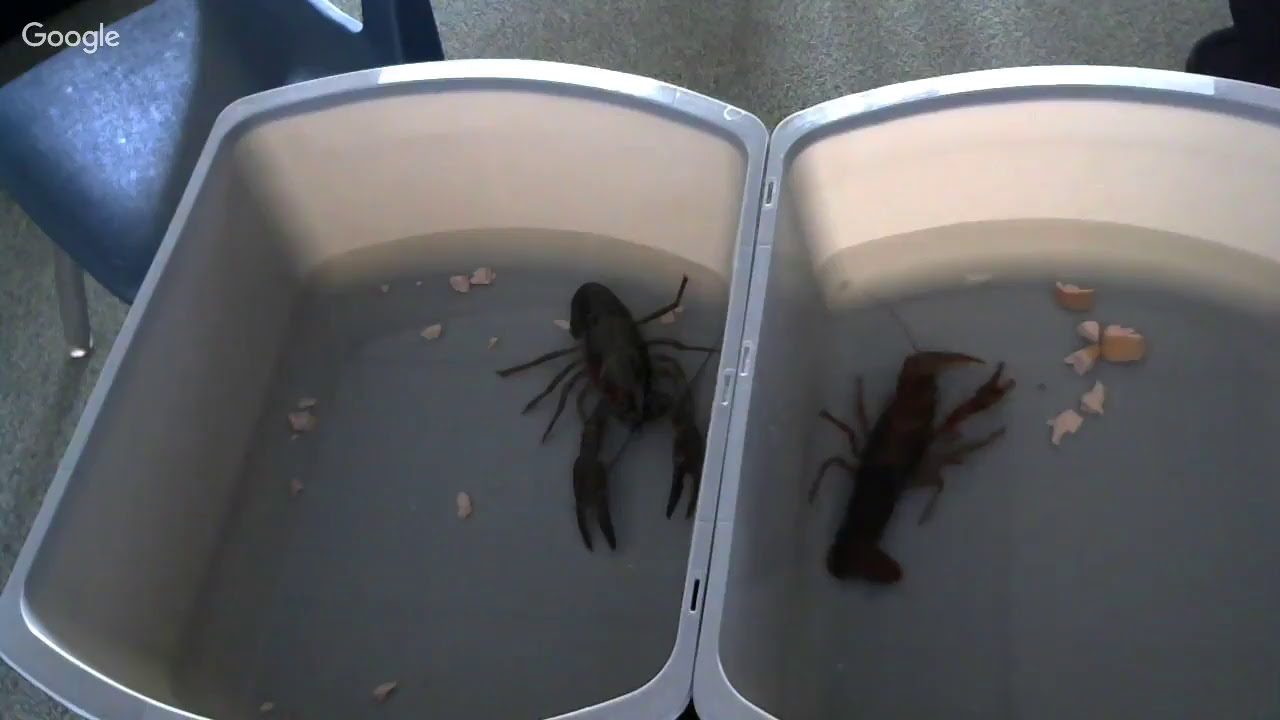 Crayfish Eating Hot Dog YouTube