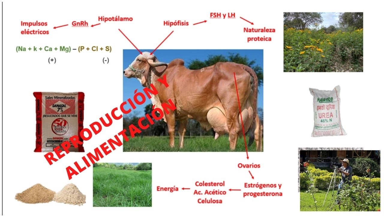 LA REPRODUCCIÓN BOVINA Y LA ALIMENTACIÓN/BOVINE BREEDING AND FEEDING