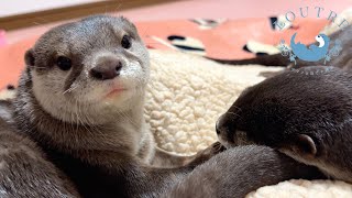 Otter Has Trouble Getting Out Of Bed