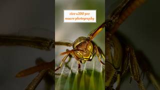 Can you believe this is real? 👀 / Vivo x300 pro macro photography #vivox300pro #trending #shorts