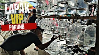 LAPAK VIP PASAR IKAN HIAS PARUNG BANYAK CHANNA NYA